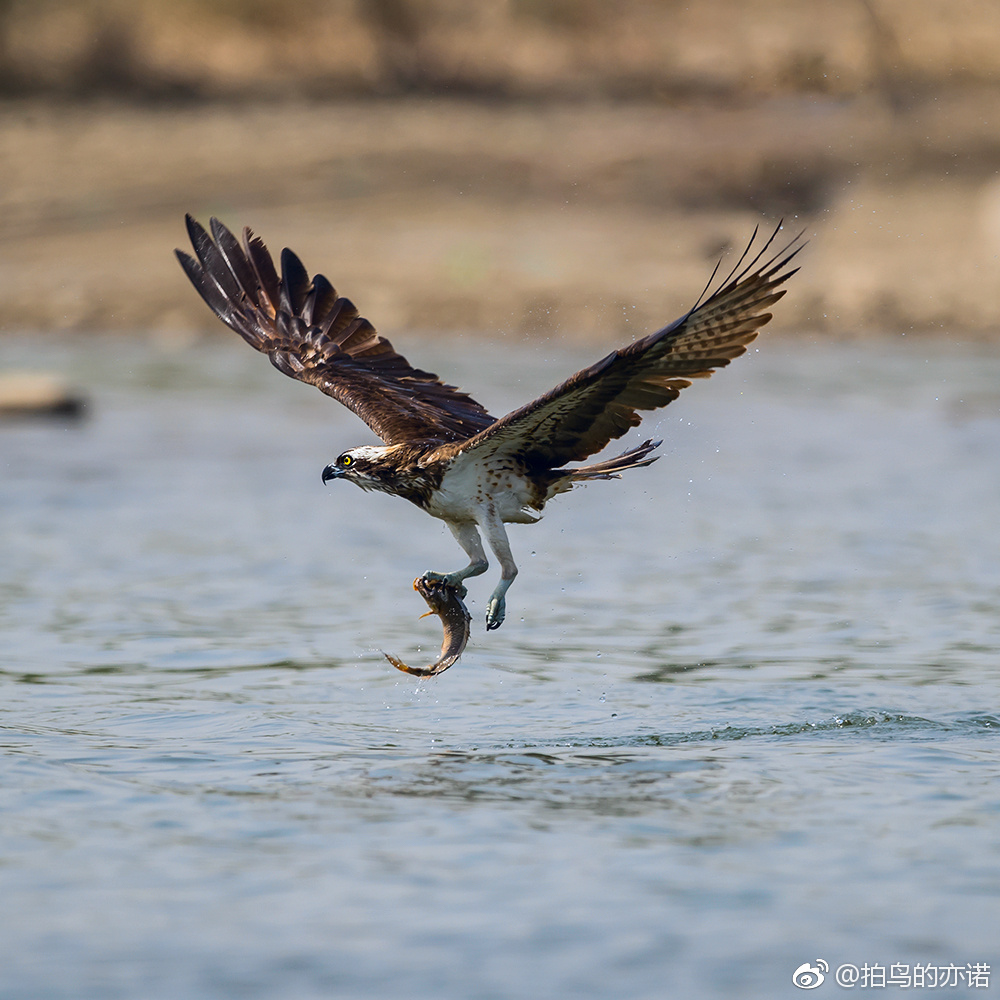 鱼鹰抓鱼