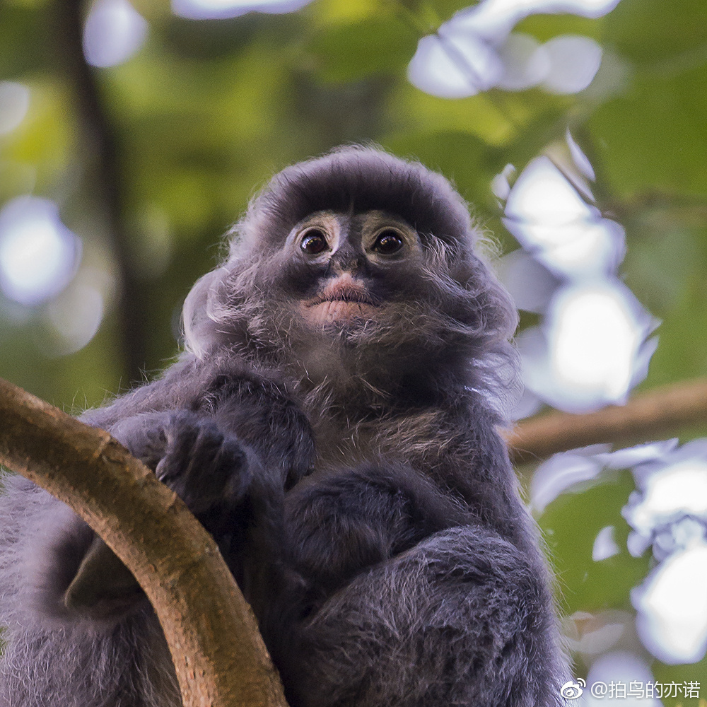 灰叶猴之一·菲氏叶猴
