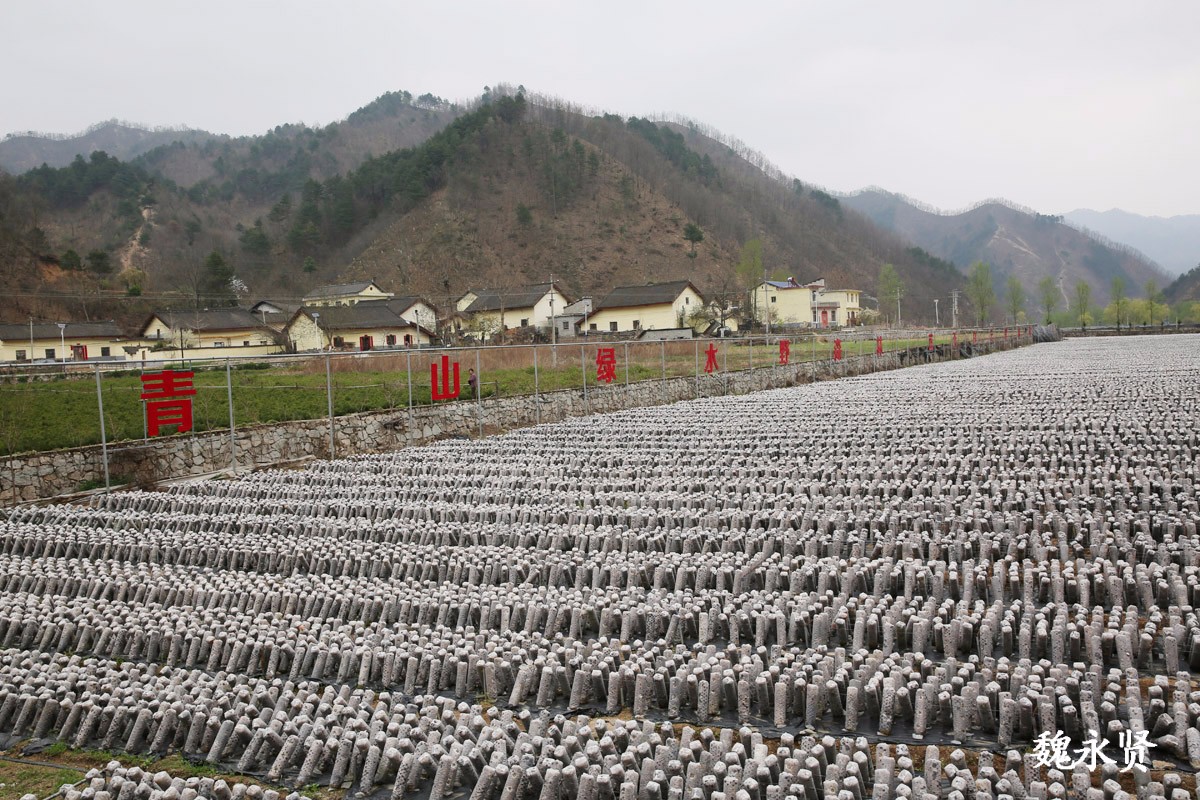 小山村变木耳小镇 村民在"木耳车间"上班