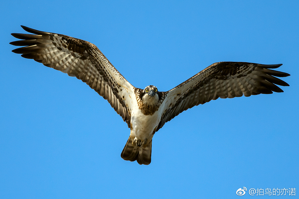 鹗(Pandion haliaetus)是鹰形目鹗科鹗属的鸟类,又名鱼鹰