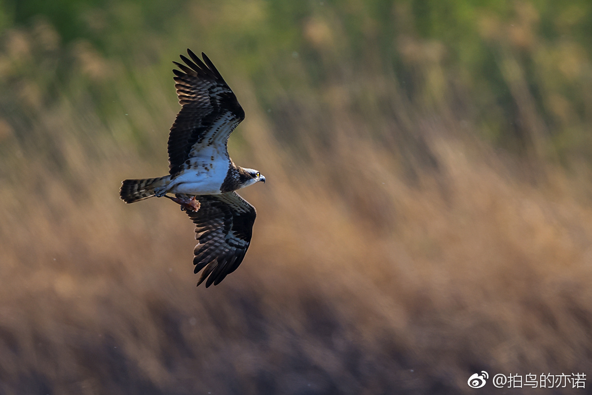 鹗（Pandion haliaetus）是鹰形目鹗科鹗属的鸟类，又名鱼鹰