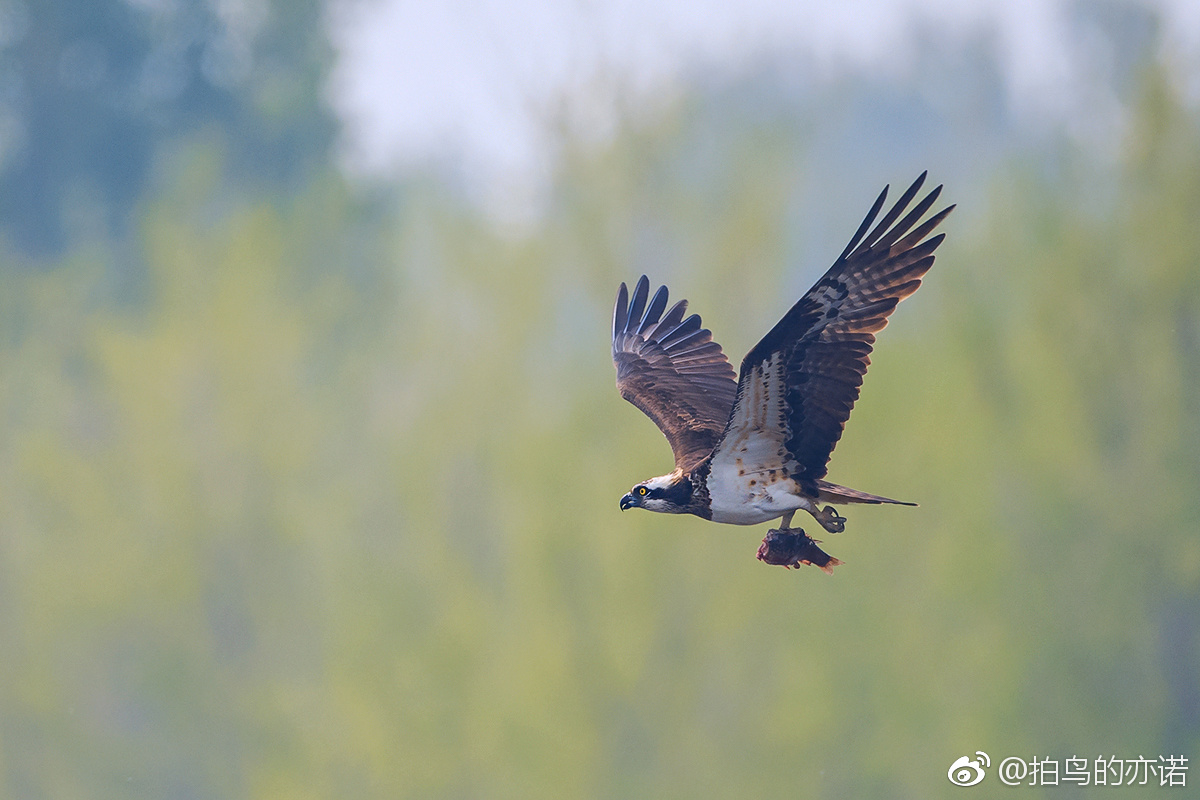 鹗(Pandion haliaetus)是鹰形目鹗科鹗属的鸟类,又名鱼鹰|鹗|鸟类|沙河水库_新浪新闻