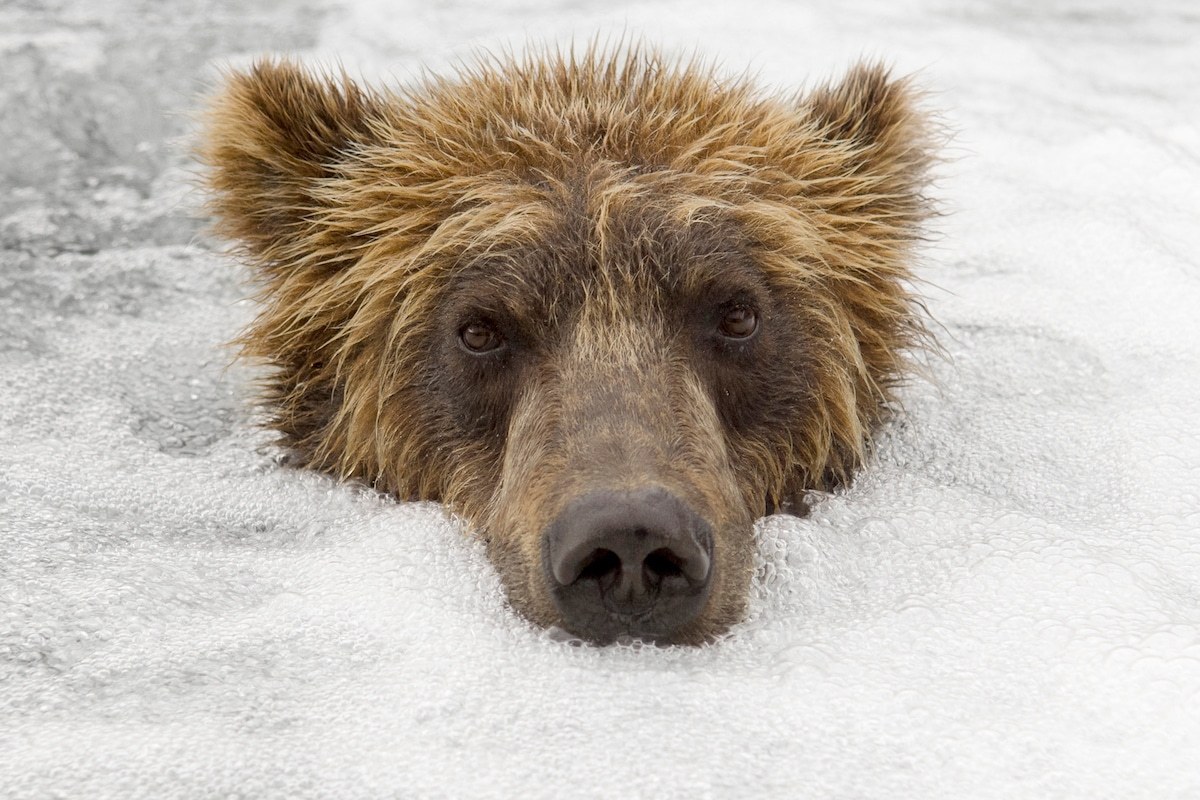 棕熊的天堂 | 俄罗斯野生动物摄影师 Sergey Gorshkov|天堂|棕熊|野生动物_新浪新闻
