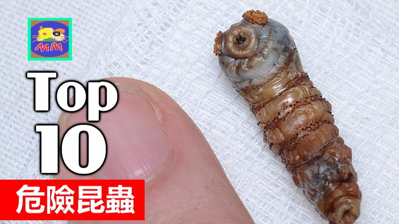 10种世界上最危险的昆虫!