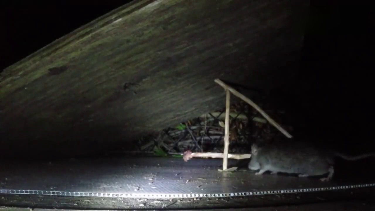 一个简单的石板捕鼠陷阱,谁的会做