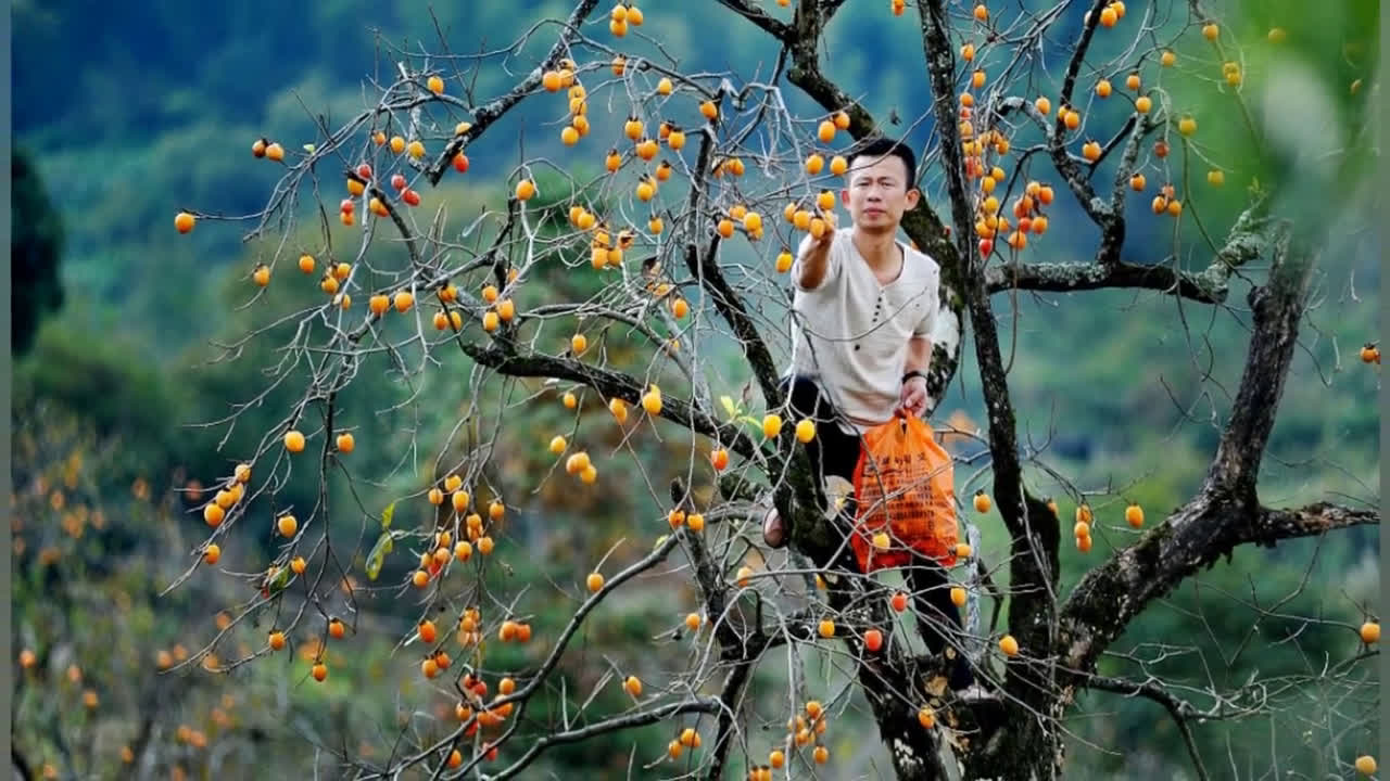 江西上饶:柿子迎来成熟采摘季 游客享受采摘乐趣