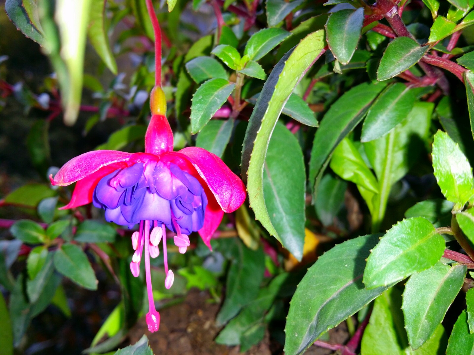 倒挂金钟吊钟花