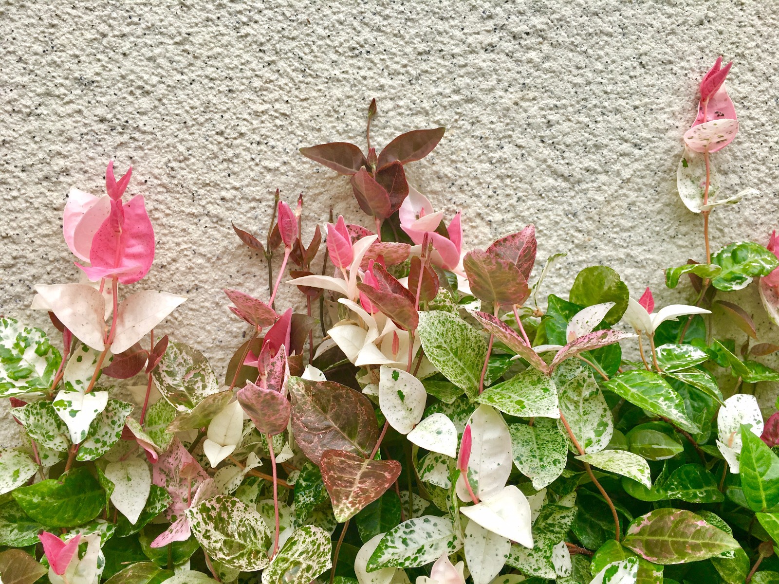 美花叶络石别名初雪葛白甜花斑叶络石