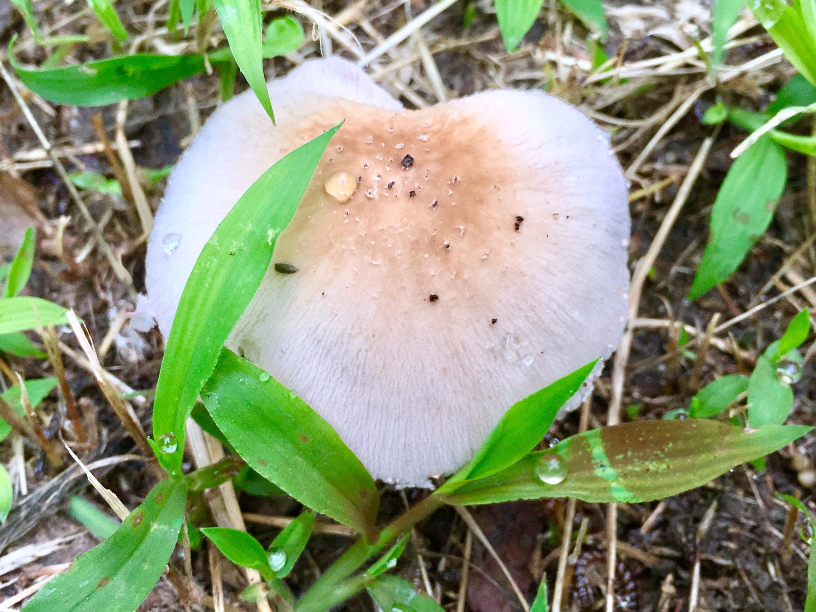 草地里的蘑菇(初夏,有些湿热的天气正适合蘑菇的萌发)