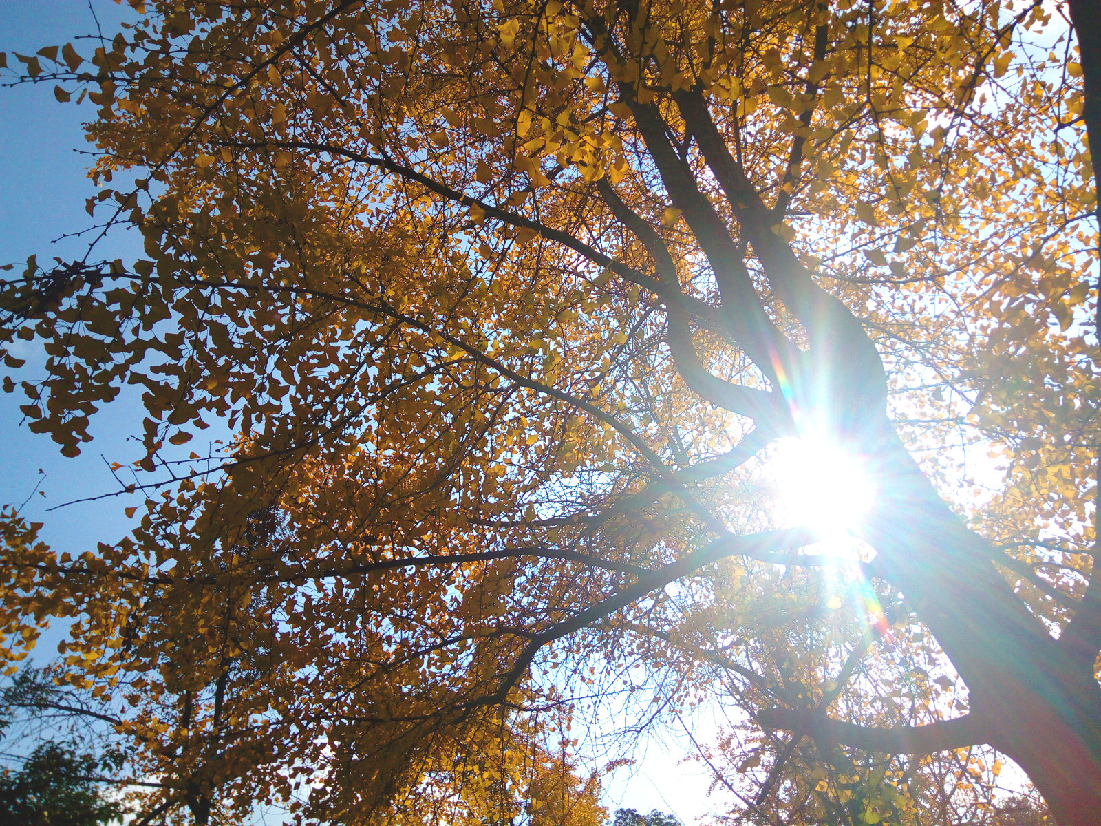 十一月的成都风景里、有这个季节最美最灿烂的金色