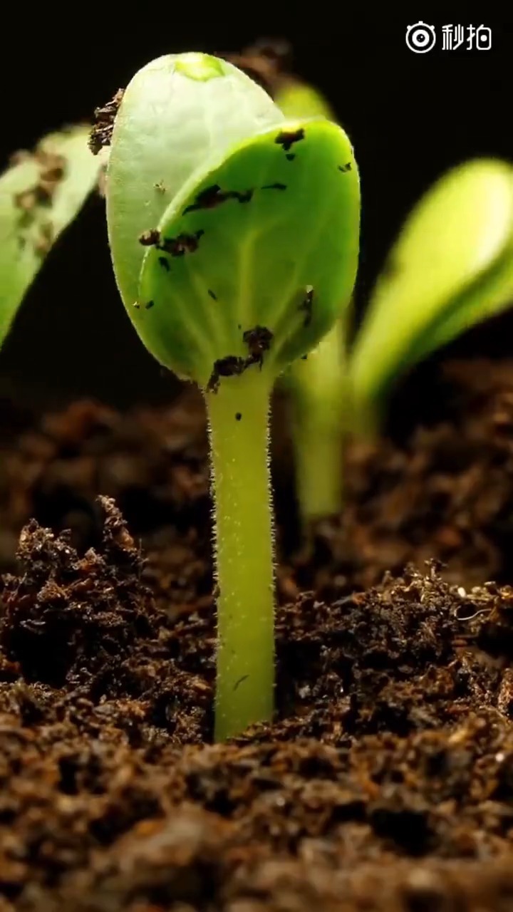 生命的力量,破土而出!