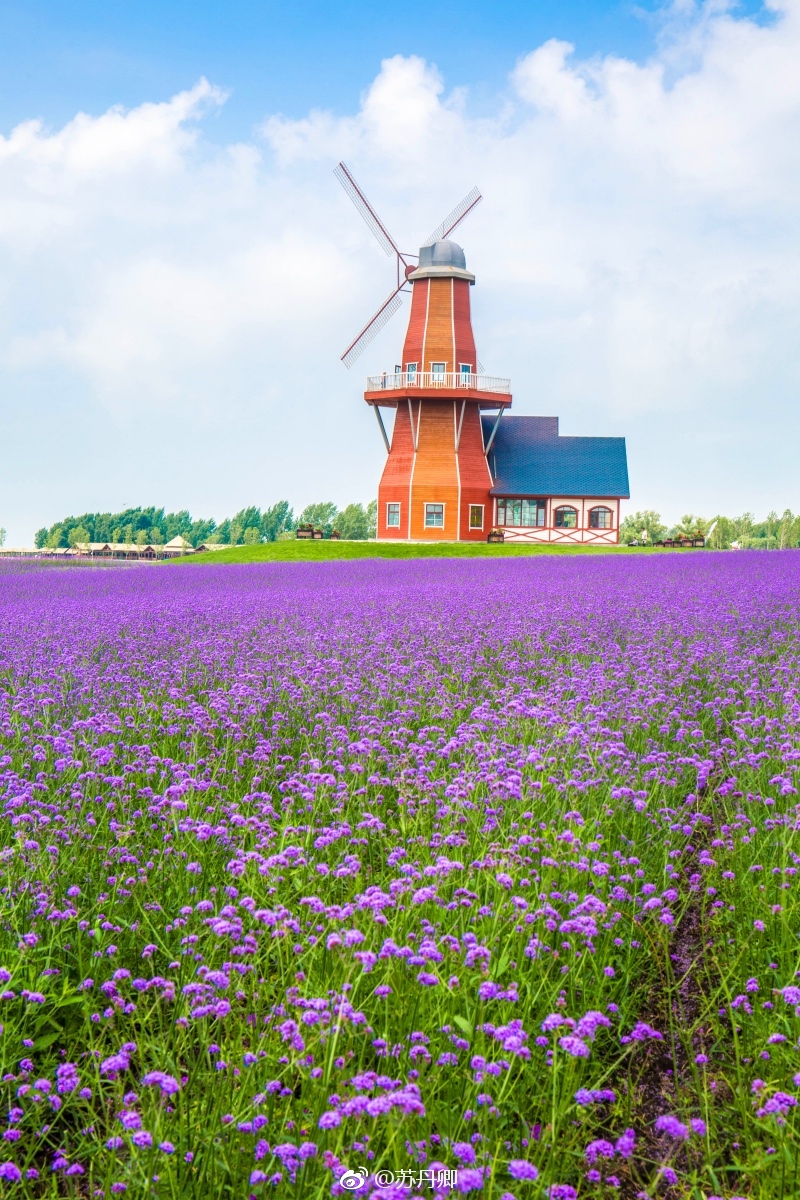 哈尔滨普罗旺斯薰衣草庄园 @微博