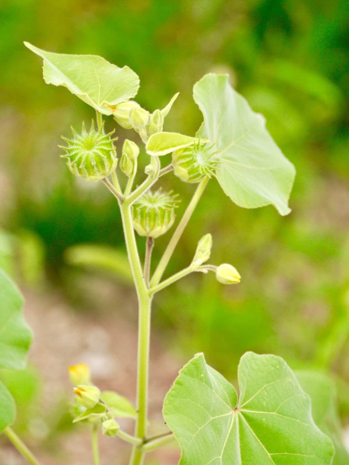 又到苘麻花开结果时(苘麻又名瑭麻,孔麻,青麻)又