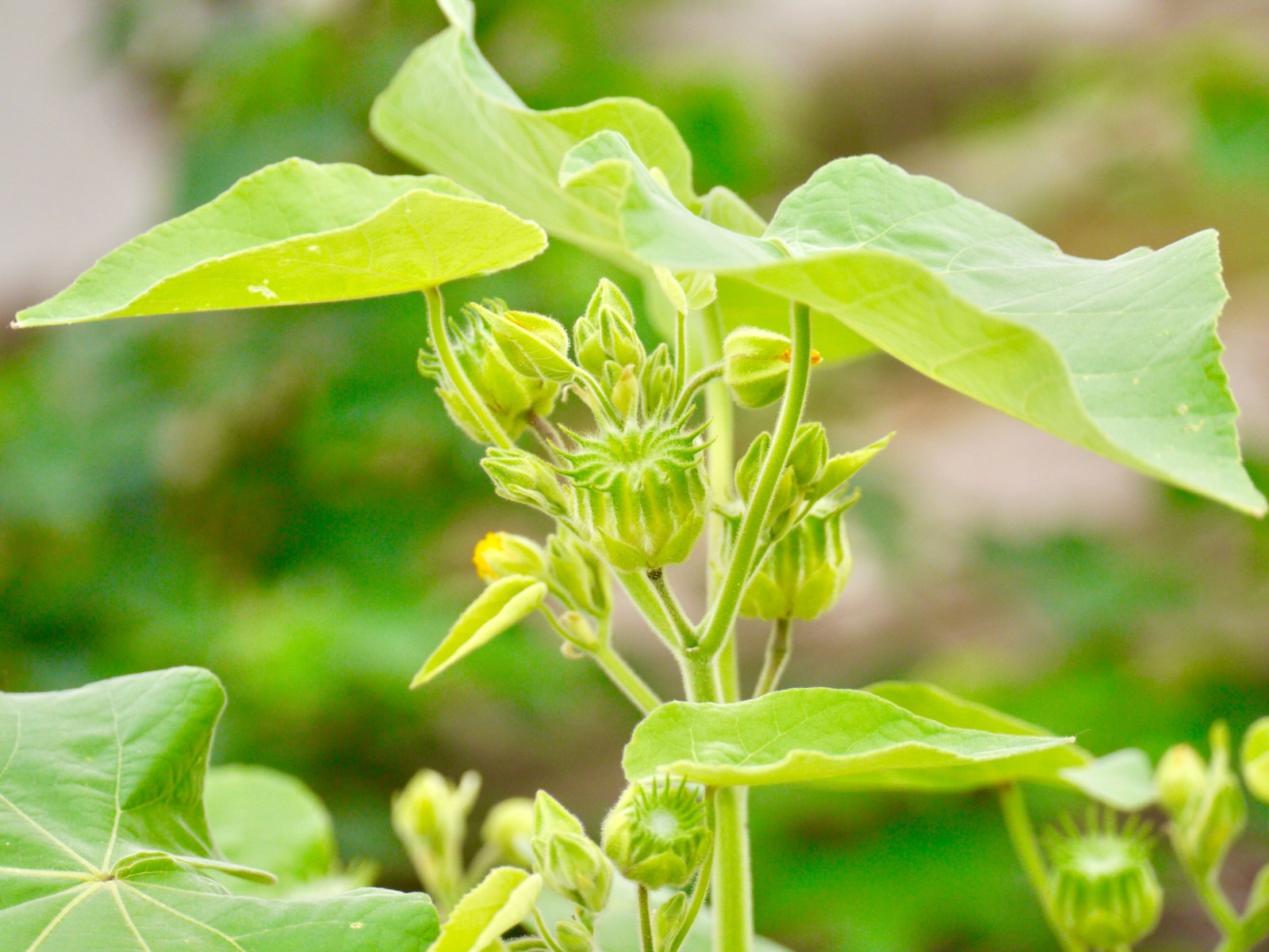 又到苘麻花开结果时苘麻又名瑭麻孔麻青麻