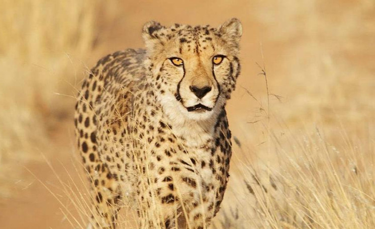 假如免费送你一只宠物,这4种动物你选哪只,网友|猎豹|外号|鬣狗_新浪