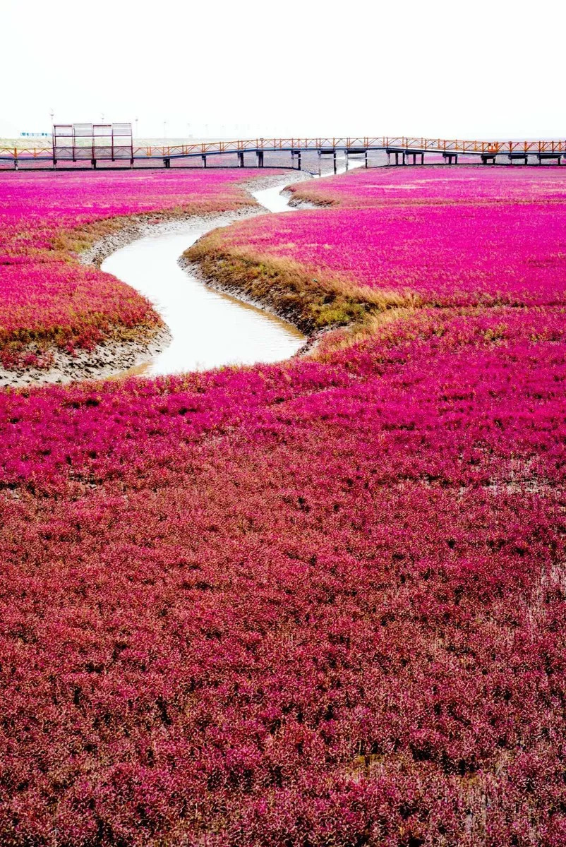 中国有片世界独一无二的红色海洋