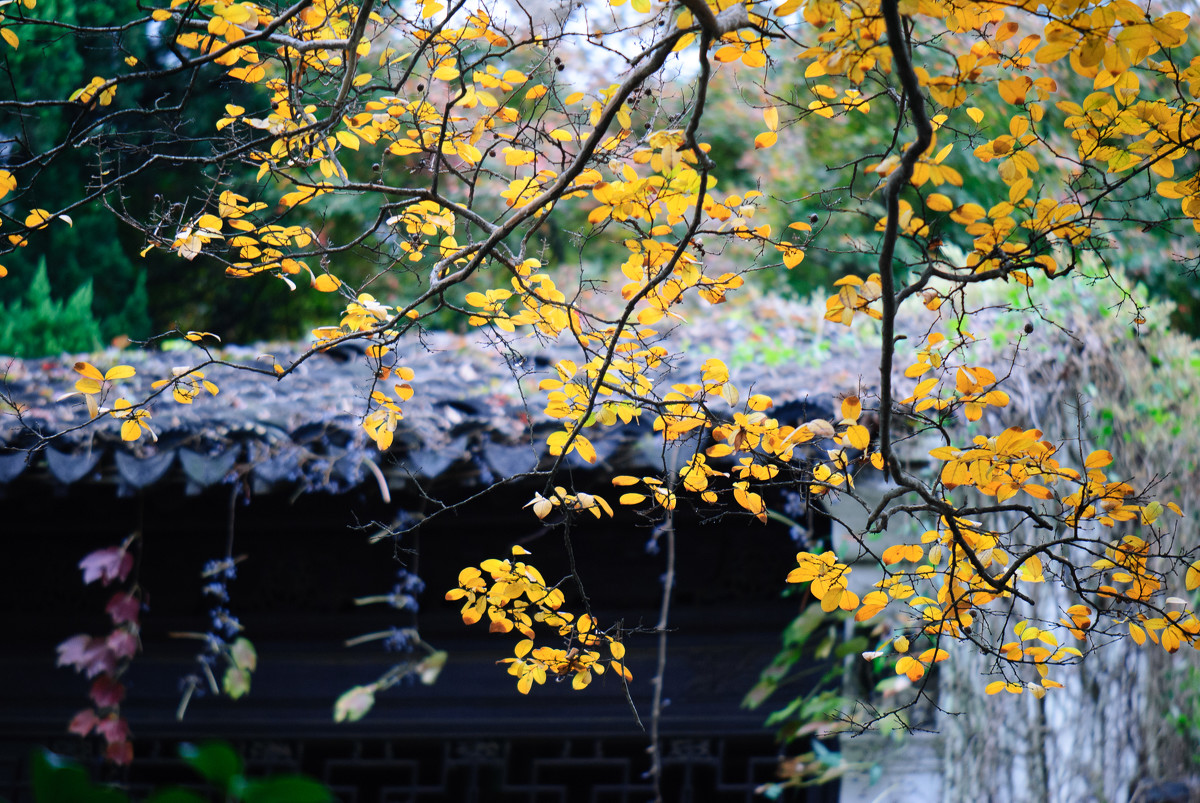 芳树本多奇,年华复在斯