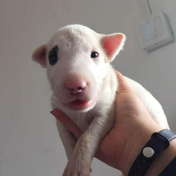 长相别致的家伙生下一窝小奶狗,主人拎起一看懵了:真像孙红雷!