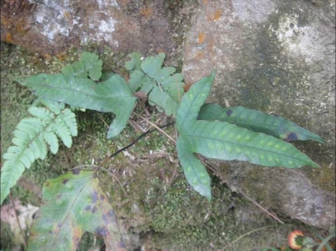 这野草长得像鸡爪子老农称它金鸡脚90年代用它治蛇伤