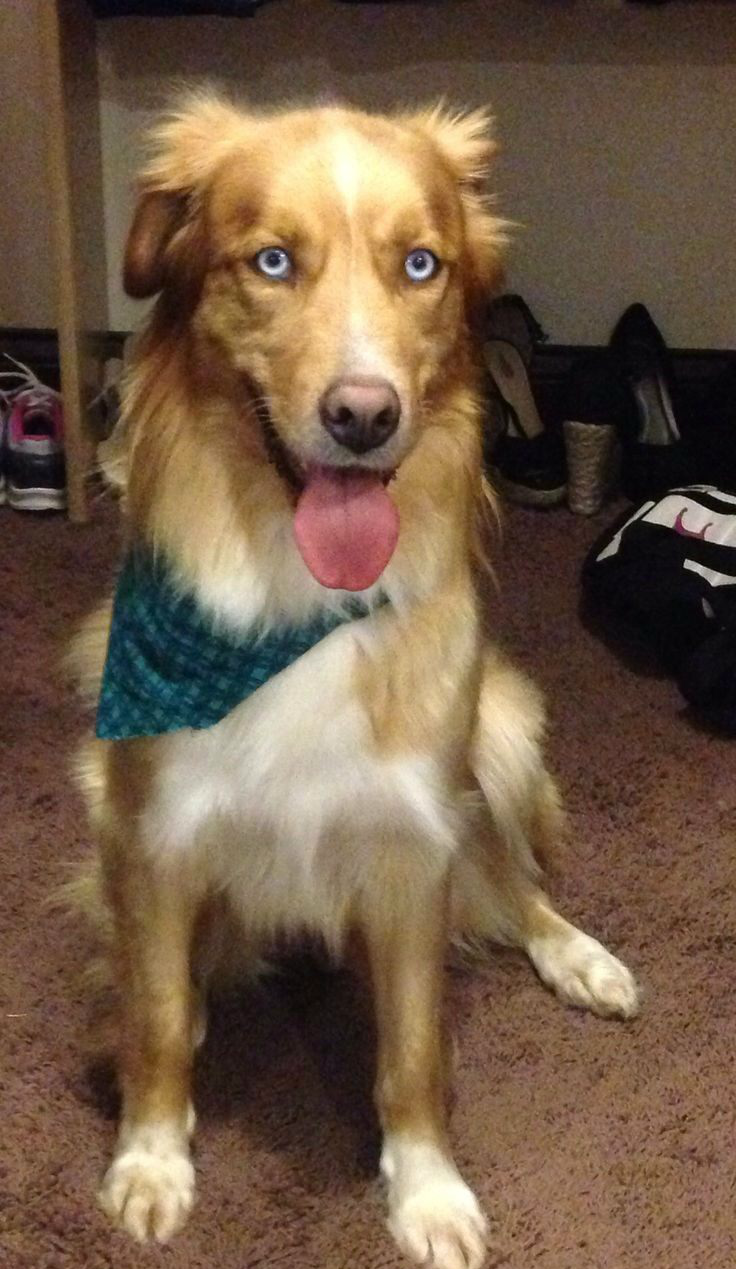 哈士奇金毛深处的串串原来串串也可以这么可爱|金毛|柴犬|拉布拉多