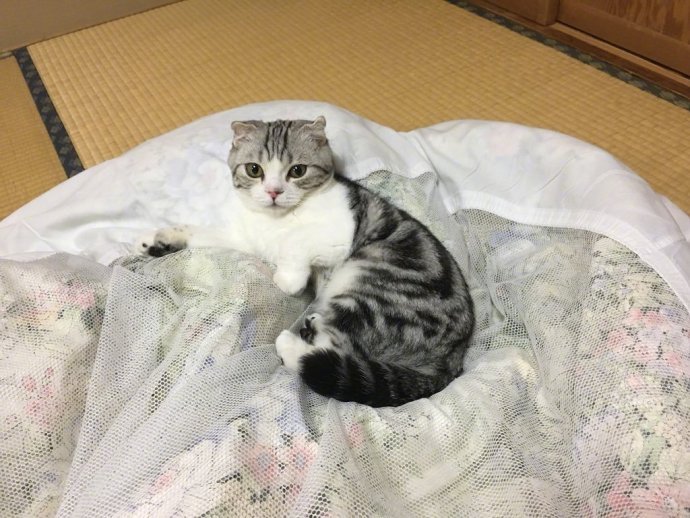 日本神奈川县的一家旅馆提供特色猫服务可以选一只猫陪吃陪玩