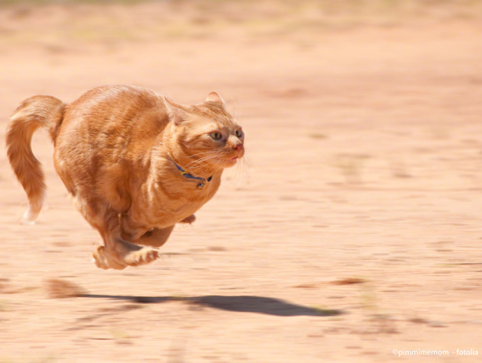 好吃懒做的橘猫被二哈狂追,铲屎官目睹才发现它还有这个技能