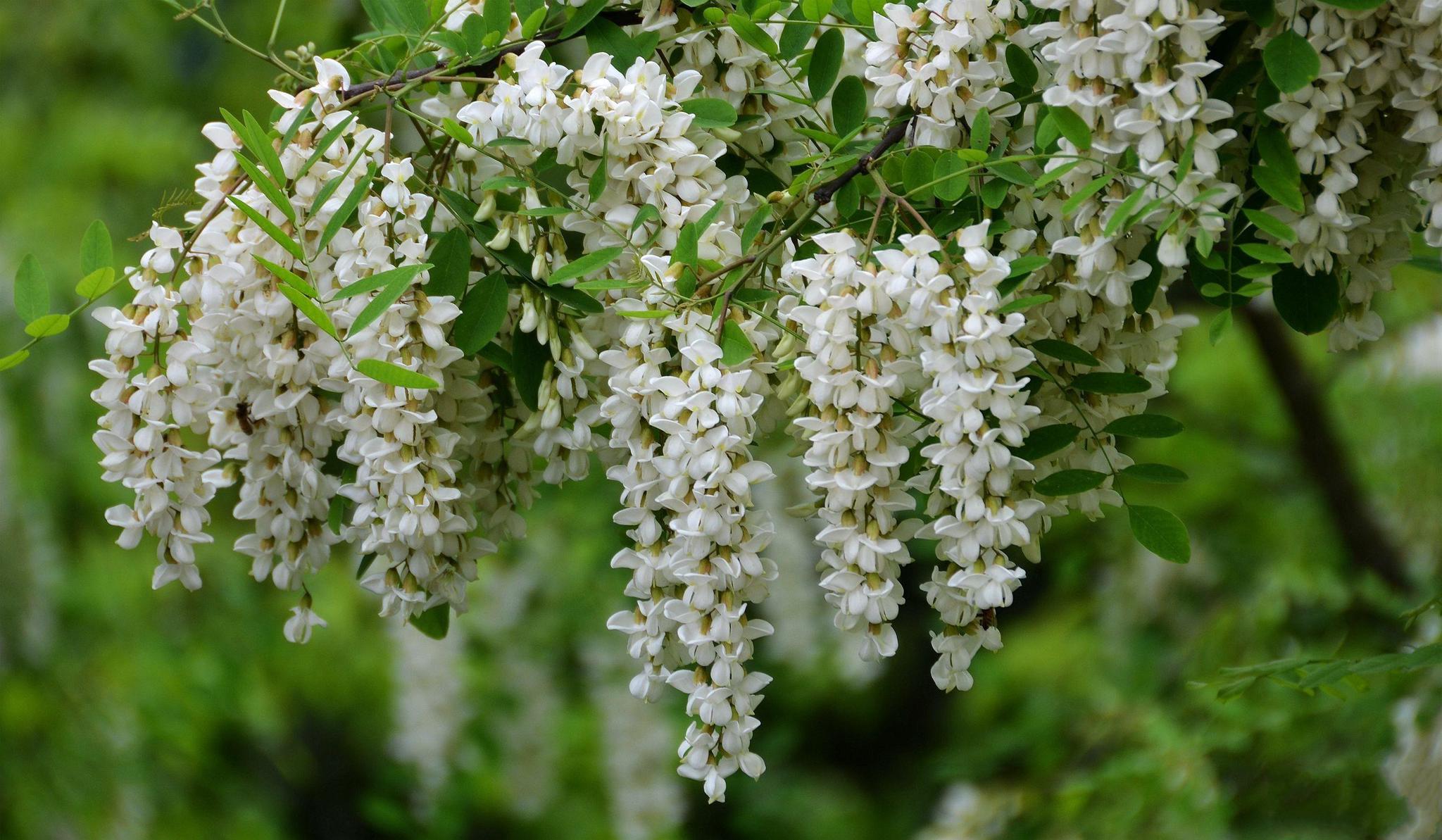 洋槐花|槐花|洋槐_新浪新闻