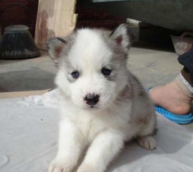 二哈的气质再配上这"地中海"发型,笑的我停不下来~|二哈|哈士奇|秃顶