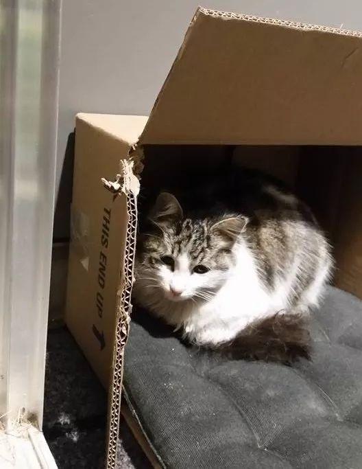 流浪猫找家生孩子,产后差点丧命,主人吓坏一把抱起猫就奔了医院