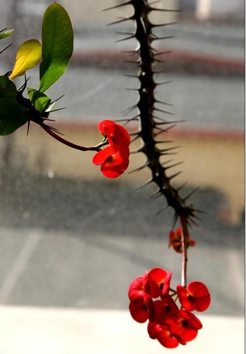 平时要将它放置在向阳处,接触到充足的光照,才可以使它多开花,并且