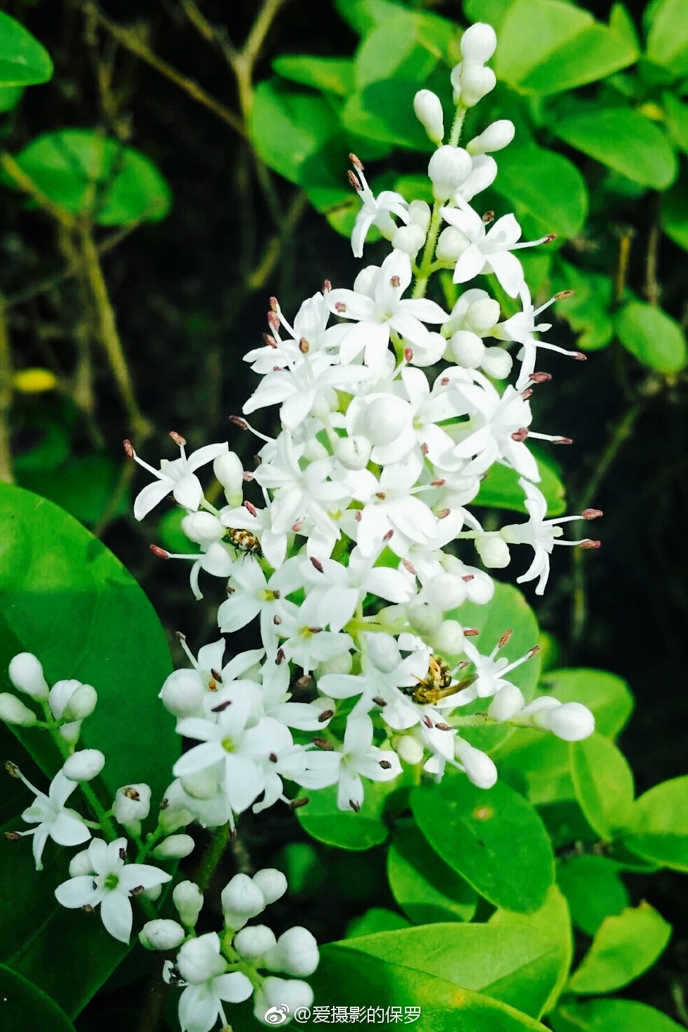 小叶女贞是木犀科女贞属的小灌木叶薄革质花白色