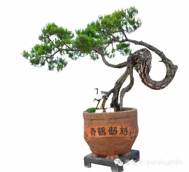 盆景根养好了,就成功了一半,根艺盆景作品欣赏