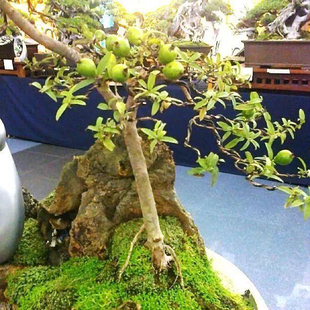 家居专家:番石榴养成盆景的技巧,养护需要注意的事项