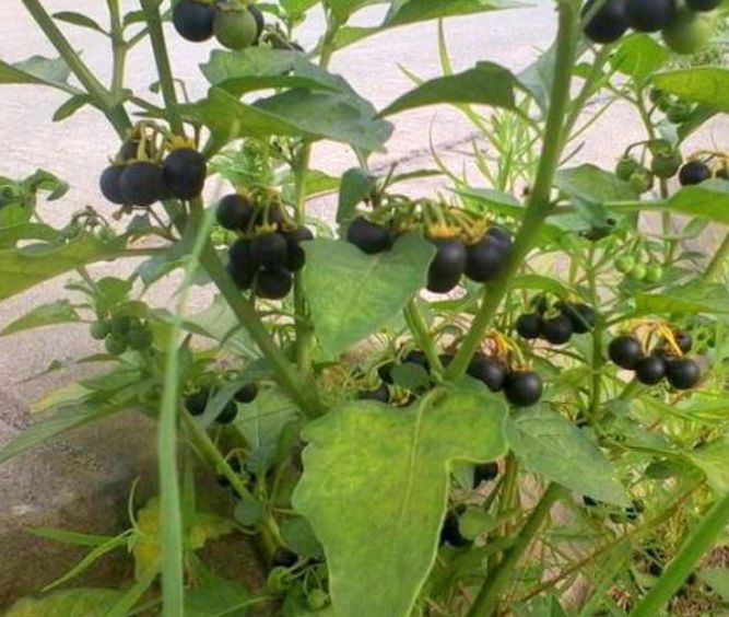 农村里的"黑果",原来是解毒王,回家栽一盆,每年药费省不少!
