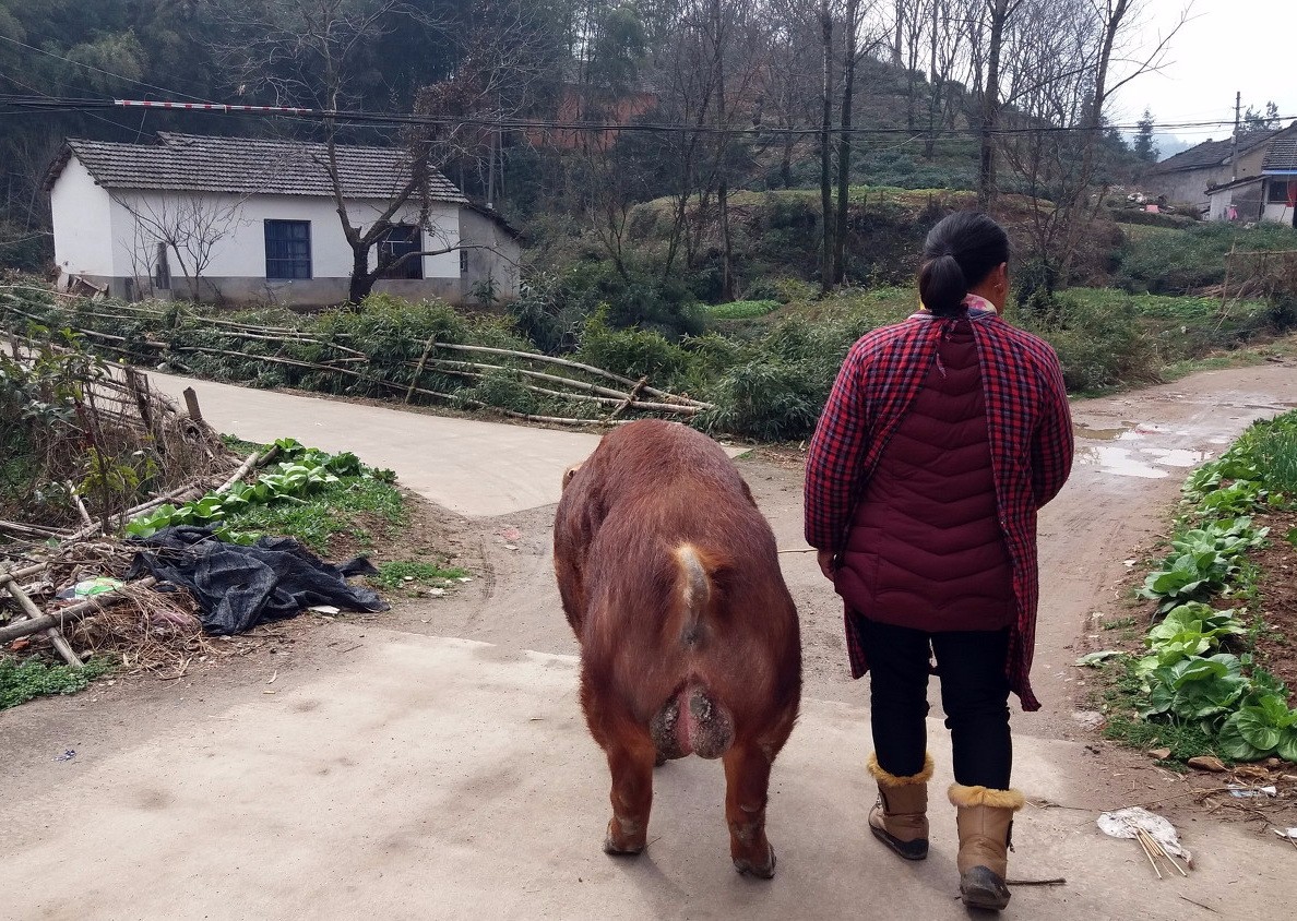 安徽省霍山县衡山镇,农妇刘家兰正在赶猪去养猪户家配种.
