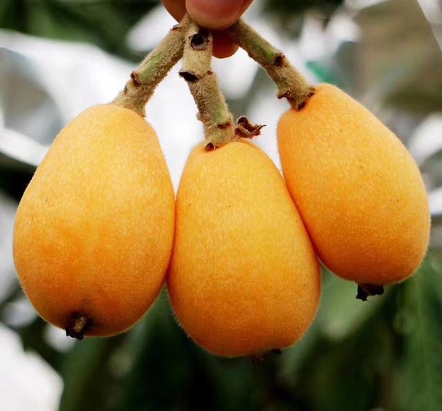 福建漳州特产云霄川贝枇杷膏的古法精髓制作方法