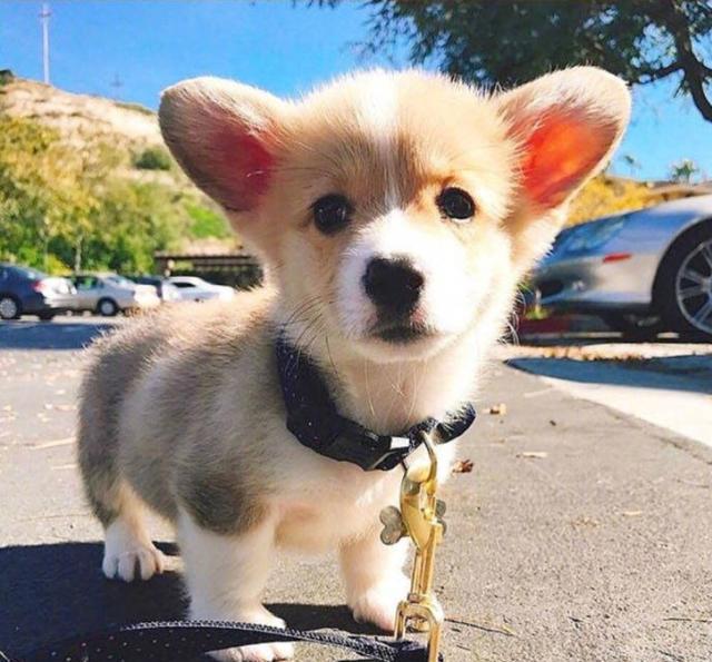 短腿柯基小时候萌萌哒的样子真是可爱极啦