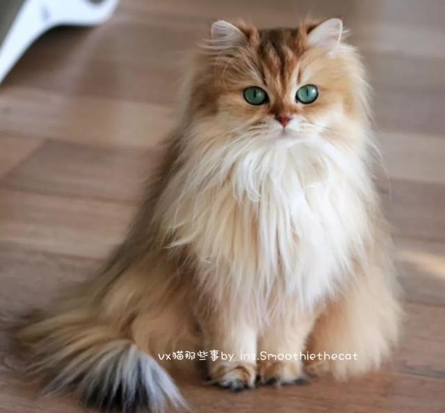 斯斯文文的长毛小猫咪,原来是卖萌高手