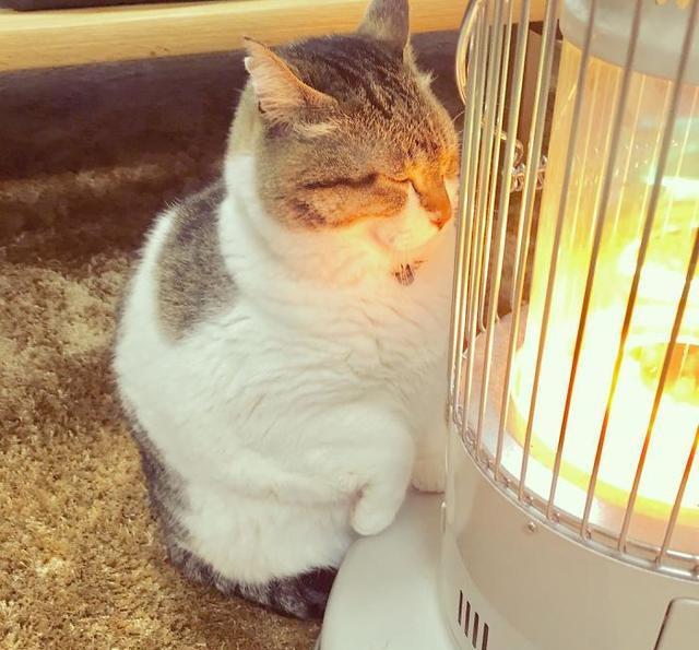 因为温度太低,导致这只"冻成猫"成为网红