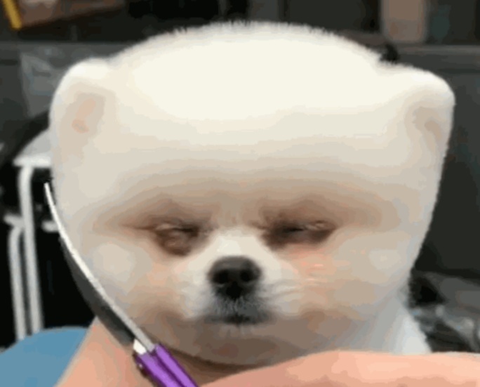 狗狗乖乖闭着眼睛,让宠主剪头发,当它睁开眼的那一刻萌翻了