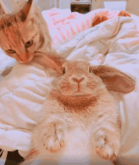 兔子:不敢动,不敢动