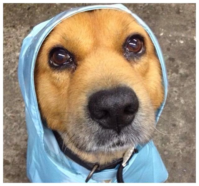 做到这几点,下雨照样带着狗狗出去玩