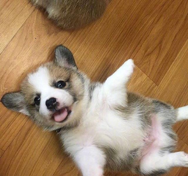 短腿柯基小时候萌萌哒的样子真是可爱极啦