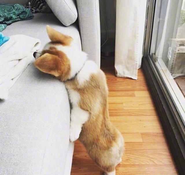 短腿柯基小时候萌萌哒的样子真是可爱极啦