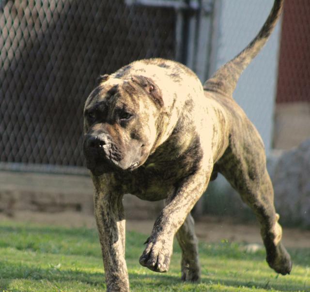 "狂暴战士"加纳利獒,强大的战斗力和忍耐性在斗犬