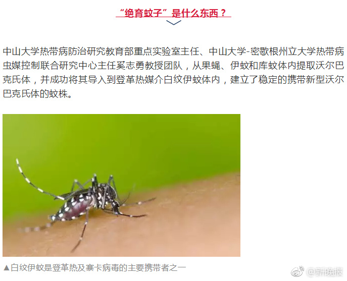 明年蚊子或可“绝种”!已试点投放了“绝育蚊子”……|蚊子|沃尔巴克氏体|绝育|雌蚊|试点_新浪新闻