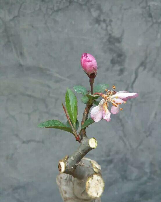 垂丝海棠修剪不妥,轻则影响其欣赏作用,重则影响其成长情况,所以不论