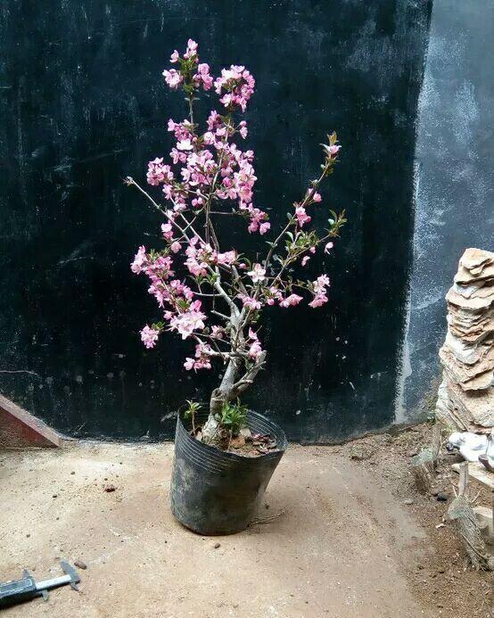 修剪垂丝海棠盆景小品简单也是一种美