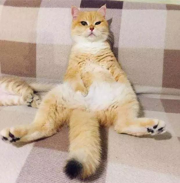 橘猫妈妈照顾小猫累瘫在沙发上这表情瞬间把网友逗笑了