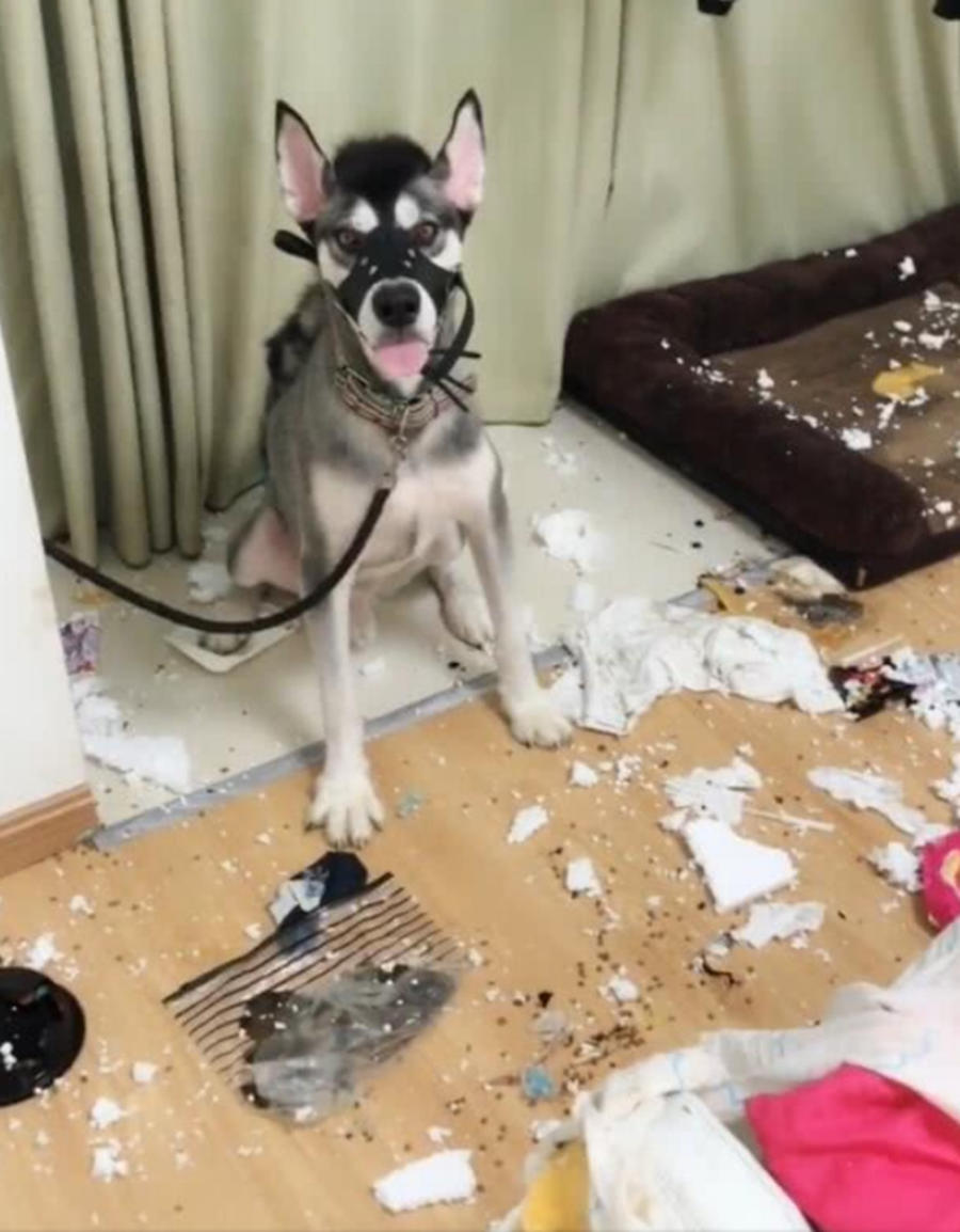 哈士奇俗称二哈,这种品种犬可不得了,在宠物界名声大的很.